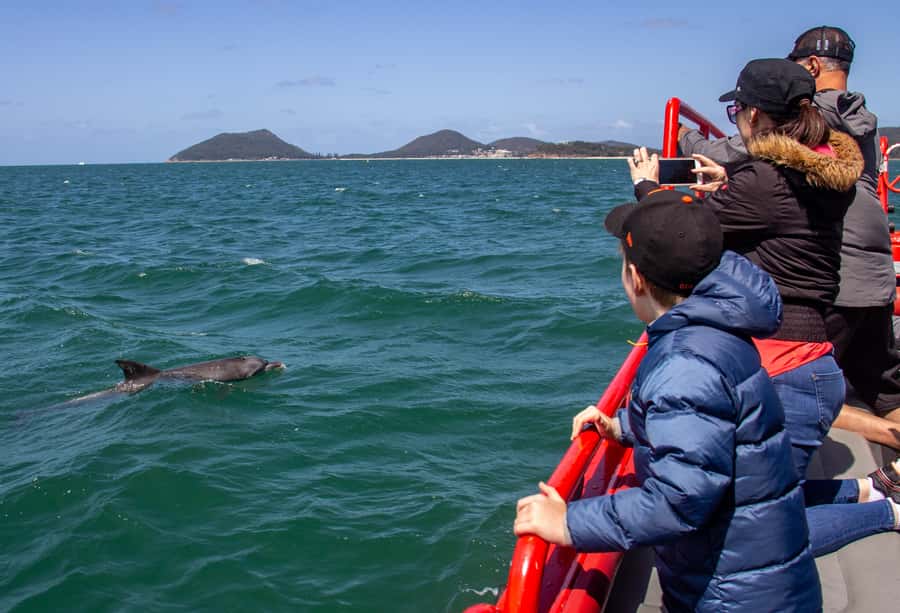 Port Stephens: 1hr Dolphin Watch Express - Jimmy’s Beach Dolphin Hot-Spot: Watching Bottlenose Locals in Their Bay
