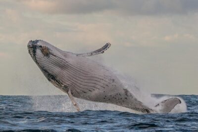 Port Stephens 3 Hour Whale and Dolphin Watch Cruise - How the Crew Helps You Spot Whales and Dolphins