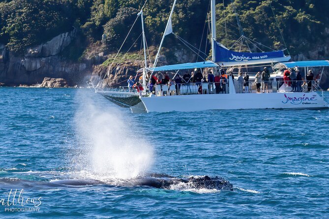 Port Stephens 3 Hour Whale and Dolphin Watch Cruise - Whale Guarantee: How to Think About It Without Stress