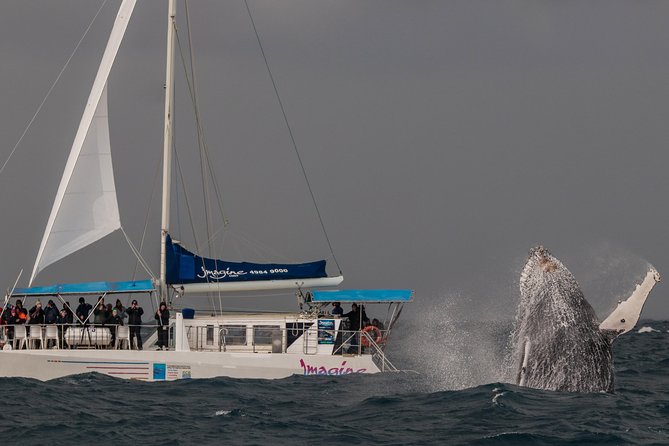 Port Stephens 3 Hour Whale and Dolphin Watch Cruise - Weather, Motion, and What to Wear on Deck