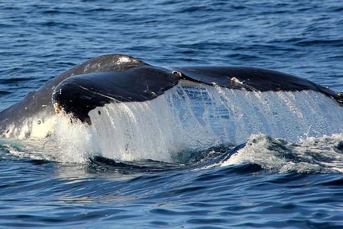 Port Stephens 3 Hour Whale and Dolphin Watch Cruise - Who Should Book This Cruise (And Who Might Want Another Option)