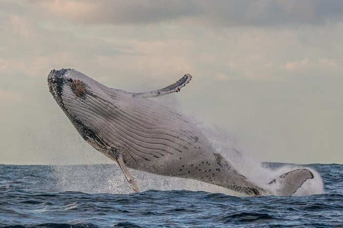 Port Stephens 3 Hour Whale and Dolphin Watch Cruise - How the Crew Helps You Spot Whales and Dolphins
