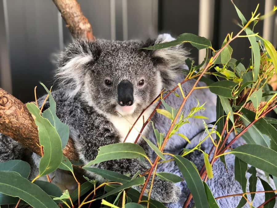 Port Stephens: Dolphin Cruise, Lunch, Koalas & Sandboarding - Quick hits