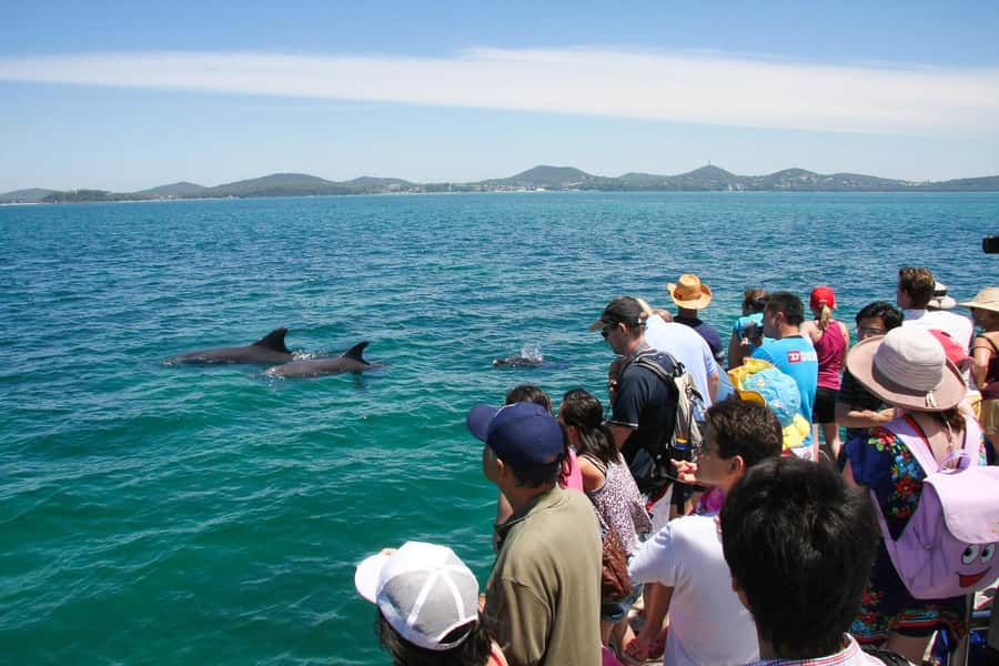Port Stephens: Dolphin Cruise, Lunch, Koalas & Sandboarding - Guides, group energy, and what to look for during the day