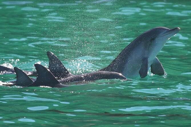 Port Stephens: Dolphin Discovery Cruise - All-weather comfort: indoor/outdoor seating and choosing shade