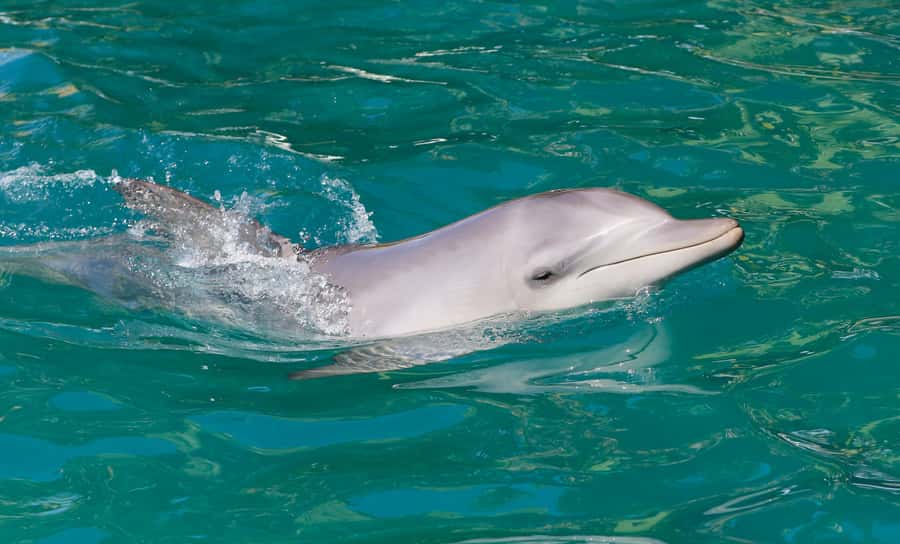 Port Stephens: Dolphin Watch Cruise with Swimming and Slides - Key things to know before you go