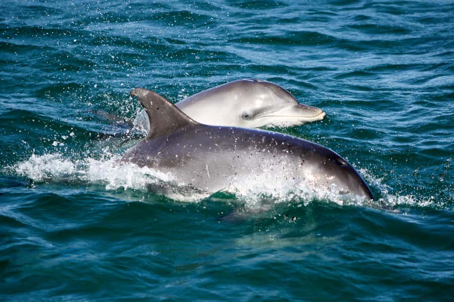 Port Stephens: Dolphin Watch Cruise with Swimming and Slides - Setting Off From Nelson Bay Wharf 1
