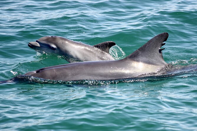 Port Stephens: Dolphin Watch Eco Adventure - From Nelson Bay Marina to Open Water: Where You Start Matters