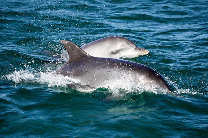 Port Stephens: Splash 'n' Slide Dolphin Cruise - Who this cruise is perfect for (and who should reconsider)