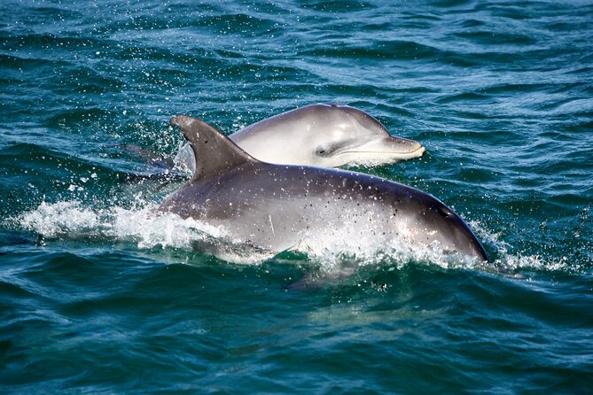 Port Stephens: Splash 'n' Slide Dolphin Cruise - Price and value: is $35.86 worth it?