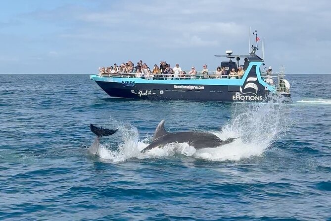 Portimão : 2.5 hours — Dolphins Watching — Biologist on Board - Portimão Marina to the open water: what the outing really feels like