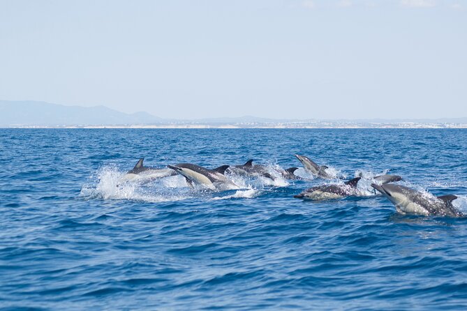 Portimão : 2.5 hours — Dolphins Watching — Biologist on Board - How dolphin and whale spotting works (and what to do when sightings are distant)
