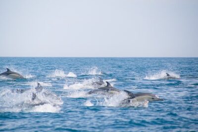 Portimão : 2.5 hours — Dolphins Watching — Biologist on Board - Marine biologist on board: what you learn beyond the spotting