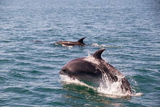 Portimão : 2.5 hours — Dolphins Watching — Biologist on Board - Algarve caves and rock formations: when the coast becomes the show