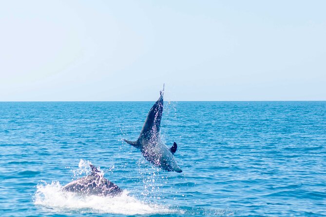 Portimão : 2.5 hours — Dolphins Watching — Biologist on Board - Comfort, safety, and the bumpy-water reality