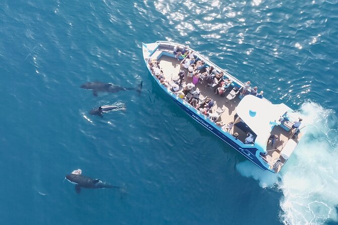 Portimão : 2.5 hours — Dolphins Watching — Biologist on Board - Price and value: does $48.06 make sense for 2.5 hours?
