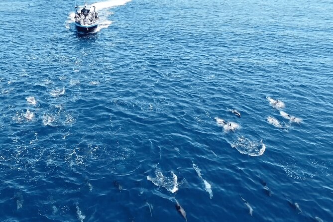 Portimão : 2.5 hours — Dolphins Watching — Biologist on Board - Who should book this Portimão dolphin watching cruise