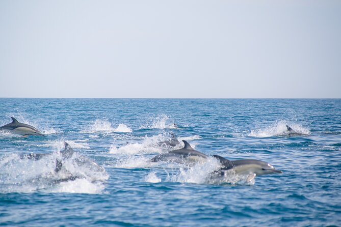 Portimão : 2.5 hours — Dolphins Watching — Biologist on Board - Marine biologist on board: what you learn beyond the spotting