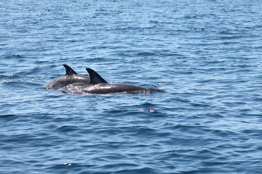 Portimão: 2-Hour Dolphin Watching Boat Tour - Key things to know before you go