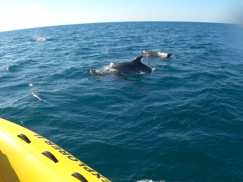 Portimão: 2-Hour Dolphin Watching Boat Tour - Where the Portimão boat leaves from (and how to find it)