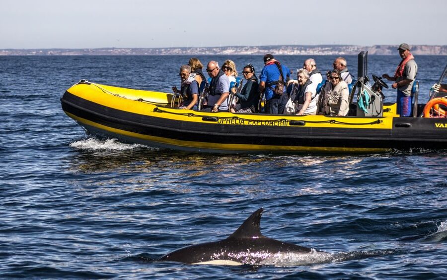 Portimão: 2-Hour Dolphin Watching Boat Tour - Dolphin spotting odds: what the 95% rate really means for you