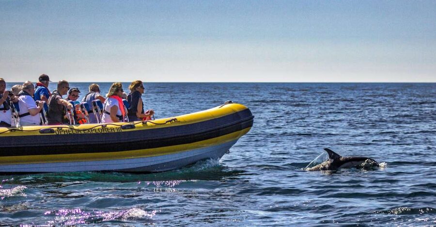 Portimão: 2-Hour Dolphin Watching Boat Tour - Benagil caves from the boat: what you’ll actually see