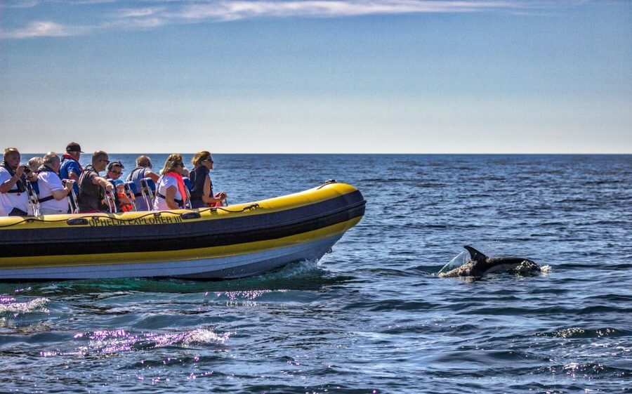 Portimão: 2-Hour Dolphin Watching Boat Tour - Captains, guides, and languages: who’s steering your day