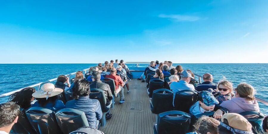 Portimão: Benagil Caves & Dolphins Watching with Biologist - Why dolphins and Benagil caves make sense as one outing
