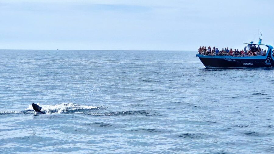 Portimão: Benagil Caves & Dolphins Watching with Biologist - The Benagil sea caves: stunning views, tight rules, quick timing