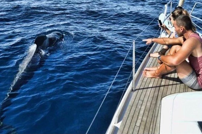 Premium All Inclusive Whale & Dolphin Watching Experience - Key things that make this tour worth a look