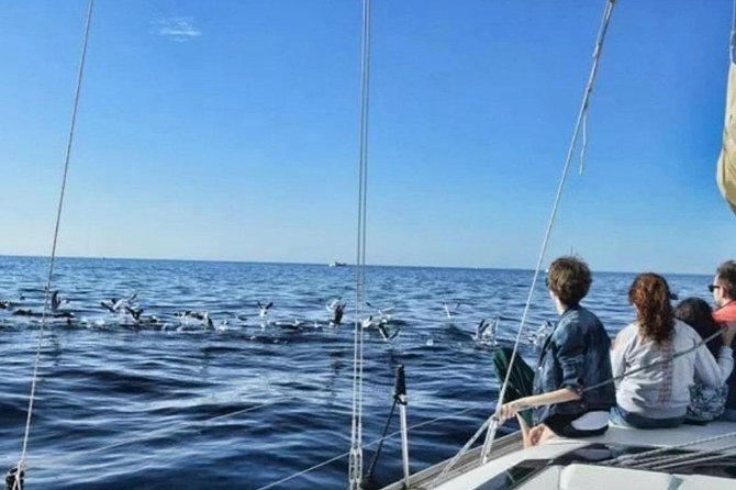 Premium All Inclusive Whale & Dolphin Watching Experience - Motion sickness and sea conditions: the real downside to weigh
