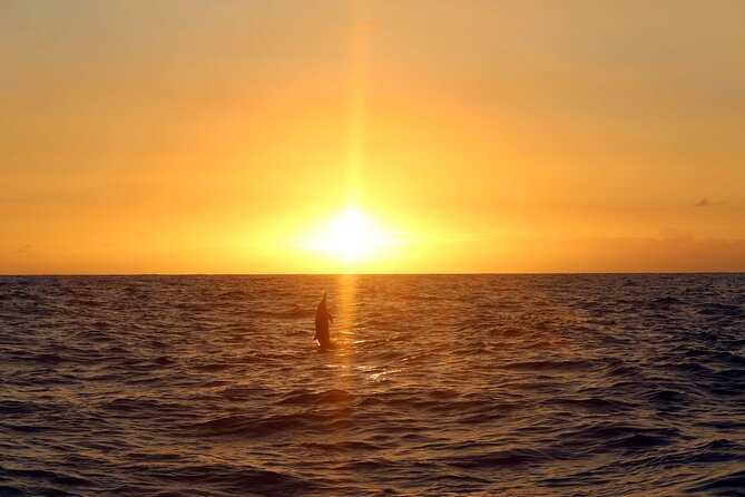 Premium Snorkel Sunset Cruise with Whale and Dolphin Watch - Price and value: is $154 worth it for 2.5 hours?