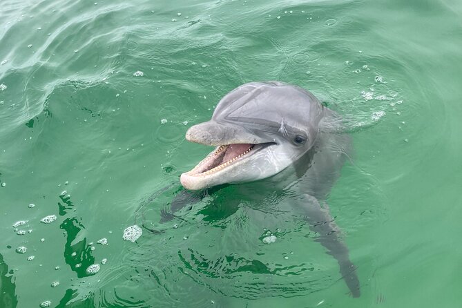 Private 2-Hour Dolphin and Sightseeing Tour - Key things to know before you book