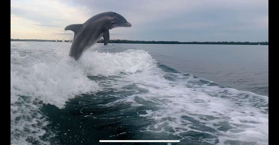 Private 2 Hour Dolphin & Eco Tour Marco Island, FL - Key things to know before you go