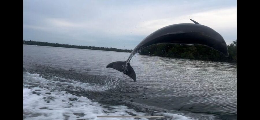 Private 2 Hour Dolphin & Eco Tour Marco Island, FL - Price and value for a private group up to 6