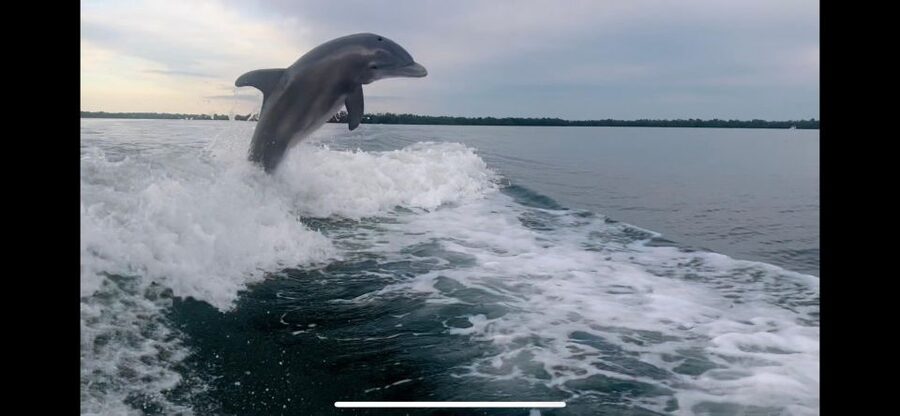 Private 2 Hour Dolphin & Eco Tour Marco Island, FL - Quick planning notes that can save your trip