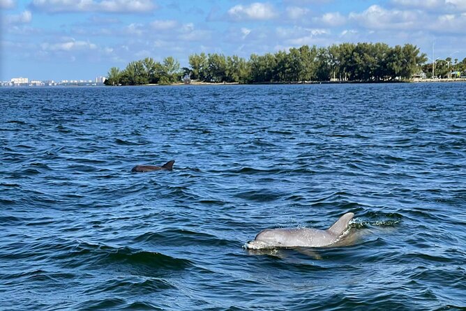 Private 2-Hour Dolphin Watching Cruise in St. Petersburg, FL - Key highlights you should know
