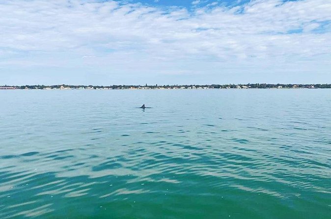Private 2-Hour Dolphin Watching Cruise in St. Petersburg, FL - Bottlenose Dolphins: What You’re Really Trying to See