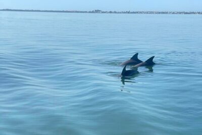 Private 2-Hour Dolphin Watching Cruise in St. Petersburg, FL - Sunshine Skyway Bridge: Why This Area Is a Dolphin Magnet