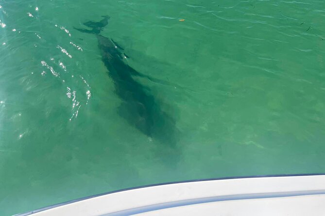 Private 2-Hour Dolphin Watching Cruise in St. Petersburg, FL - Price and Value: When $417 Per Group Makes Sense