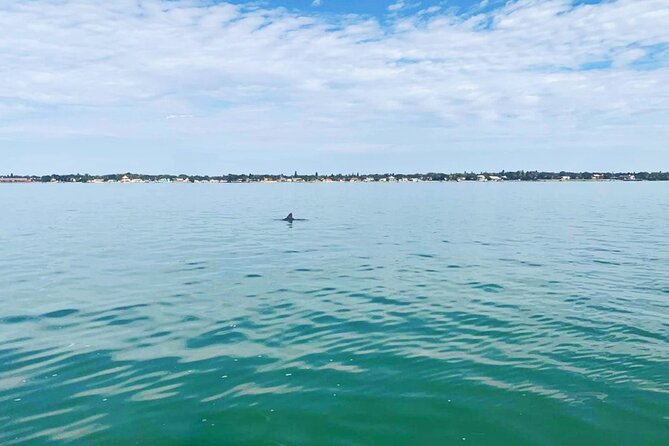 Private 2-Hour Dolphin Watching Cruise in St. Petersburg, FL - Who This Cruise Is Best For
