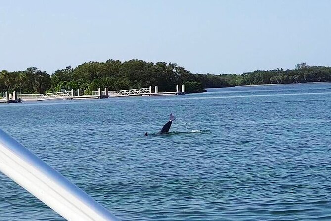 Private 2-Hour Dolphin Watching Cruise in St. Petersburg, FL - Weather, Timing, and Realistic Expectations