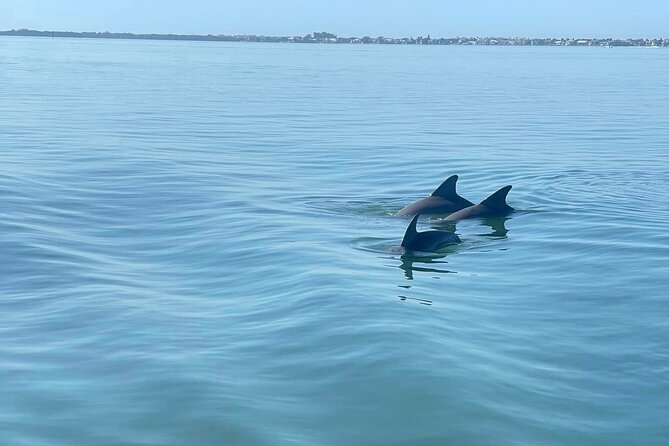 Private 2-Hour Dolphin Watching Cruise in St. Petersburg, FL - Sunshine Skyway Bridge: Why This Area Is a Dolphin Magnet