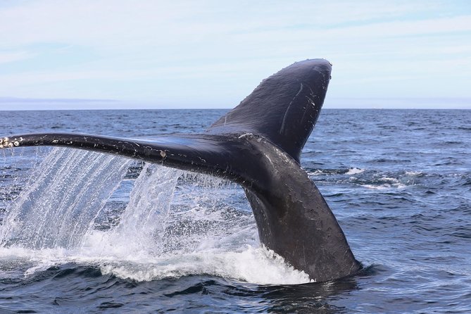 Private 2hr Supreme Whale/Dolphin Watching Tour, Newport Beach CA - USCG-licensed naturalist guidance: how Captain Nick helps you spot faster