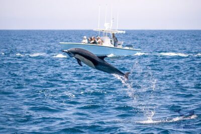 Private 2hr Supreme Whale/Dolphin Watching Tour, Newport Beach CA - The 2 to 2.5 hour cruise: what you can realistically expect to see