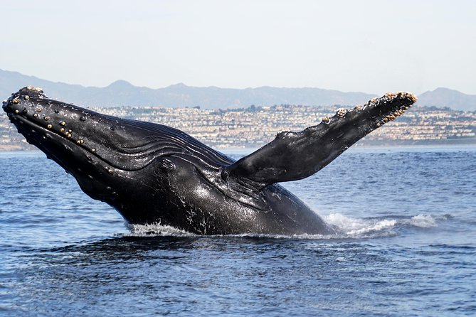 Private 2hr Supreme Whale/Dolphin Watching Tour, Newport Beach CA - Navigating your wildlife expectations: dolphins now, whales when the day cooperates