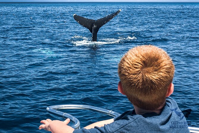 Private 2hr Supreme Whale/Dolphin Watching Tour, Newport Beach CA - Price and value: why $450 per group can make sense