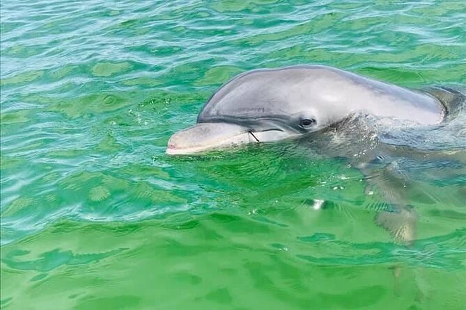 Private 3 Hour Powerboat Dolphin Cruise with Remote Beach Stop up to 6 guests - Quick Takeaways Before You Go