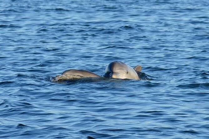 Private 3 Hour Powerboat Dolphin Cruise with Remote Beach Stop up to 6 guests - Meeting at Pensacola Beach Marina and What the First Minutes Feel Like