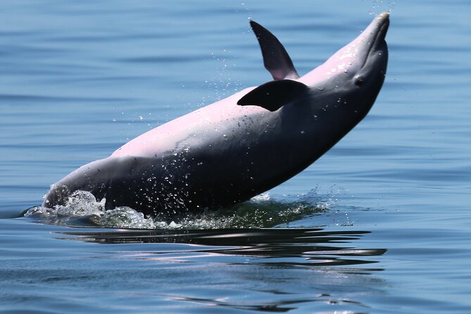 Private 3 Hour Powerboat Dolphin Cruise with Remote Beach Stop up to 6 guests - Pensacola Lighthouse From the Bay: A Landmark That Has Been Guiding Since 1859